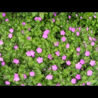 Geranium sanguineum (fam Geraniacees) (Asie septentrionale, Europe) (1)